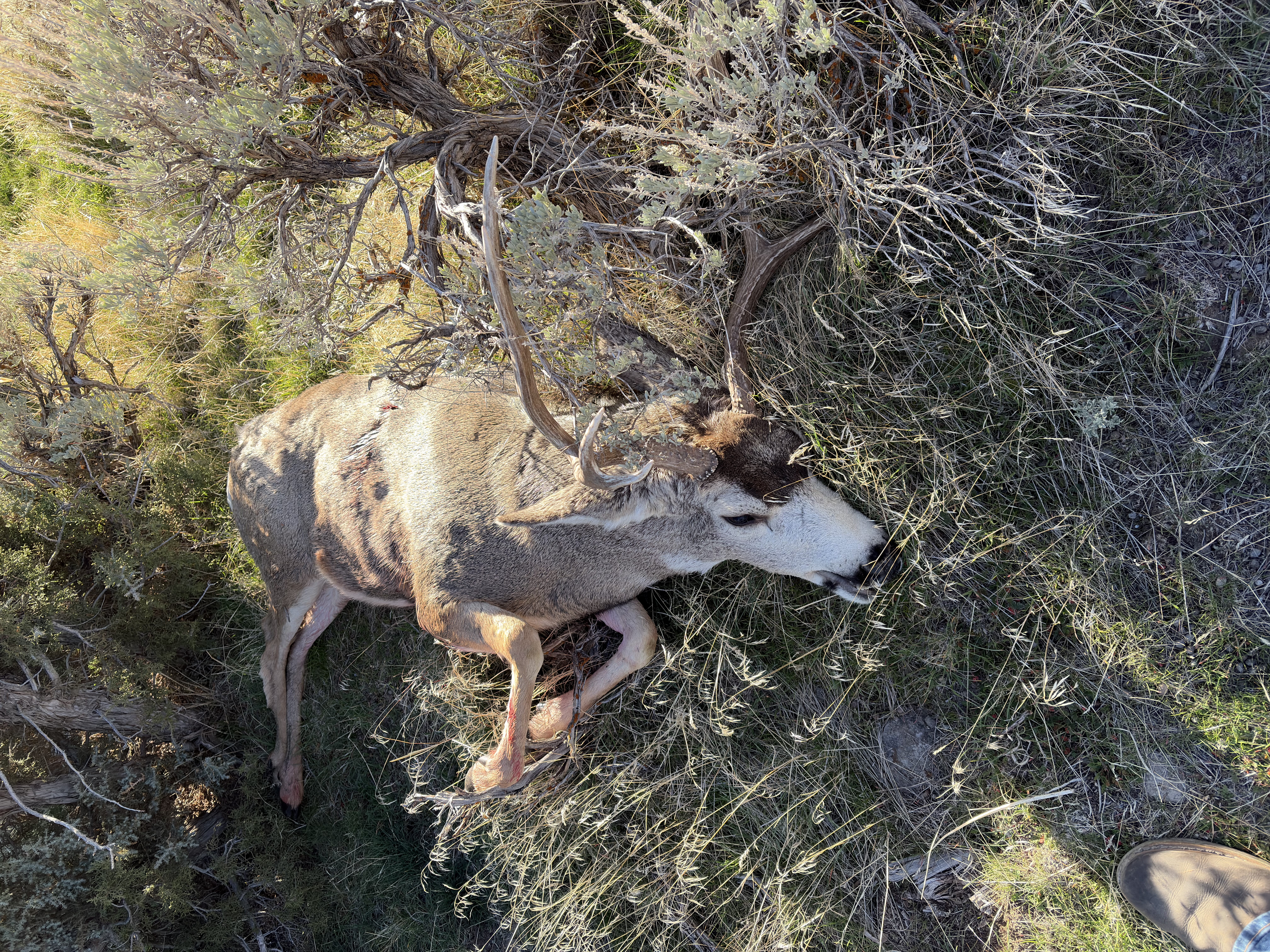 Buck harvested during archery season